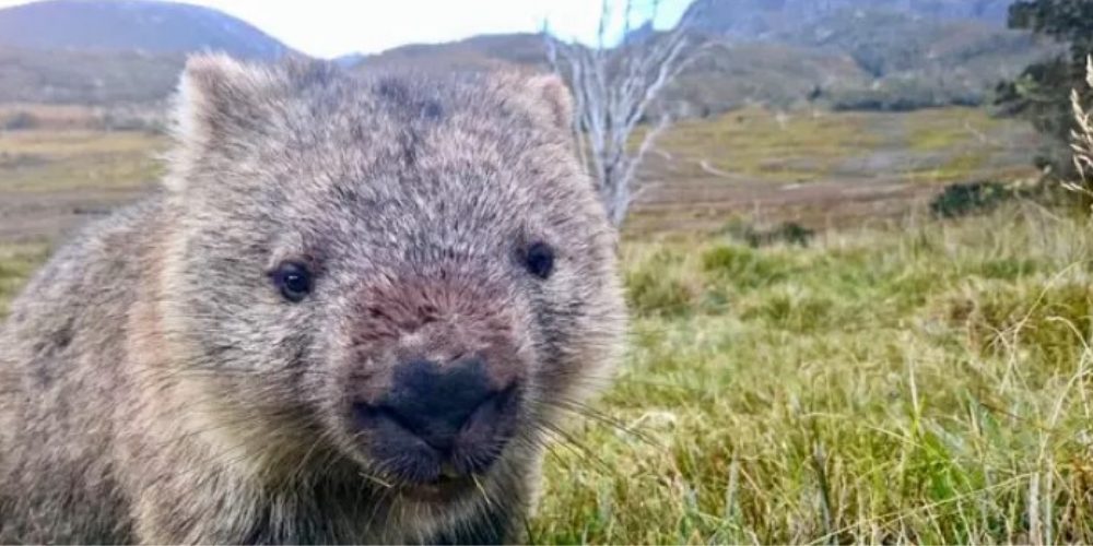 Por fin una ley protege a estos hermosos animales de la caza furtiva, los mataban por diversión Por fin una ley protege a estos hermosos animales de la caza furtiva, los mataban por diversión