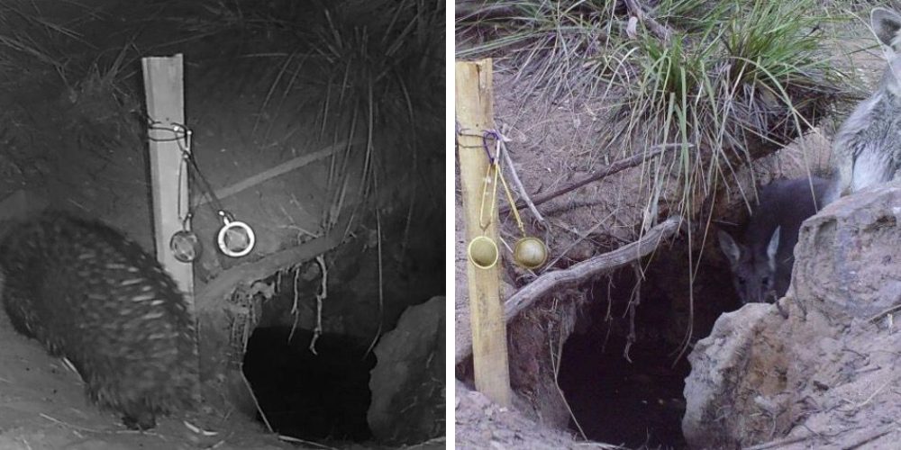 Las criaturas que salvaron a Australia de la sequía y dieron de beber a cientos de animales Las criaturas que salvaron a Australia de la sequía y dieron de beber a cientos de animales