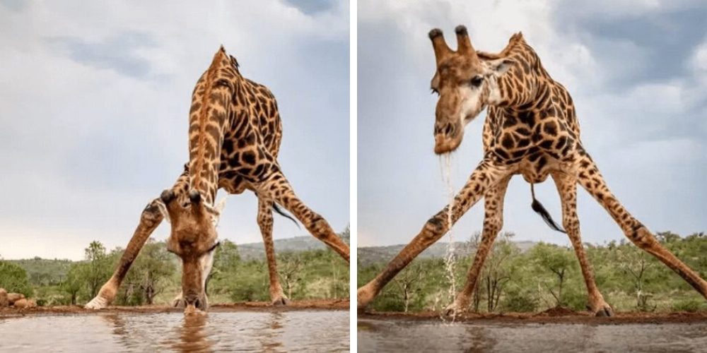 Capta a una jirafa desesperada haciendo surrealistas acrobacias para lograr su objetivo