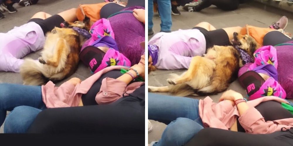 La reacción de un perrito al ver mujeres que fingen estar muertas en una marcha por sus derechos La reacción de un perrito al ver mujeres que fingen estar muertas en una marcha por sus derechos