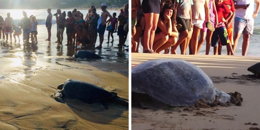 Hallan más de 24 tortugas intoxicadas al borde de la muerte pero no todo estaba perdido
