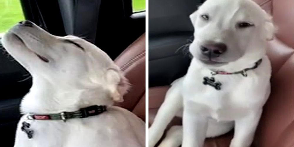 Un cachorro lucha contra el sueño haciéndole creer a su dueño que se mantiene alerta cuidándolo Un cachorro lucha contra el sueño haciéndole creer a su dueño que se mantiene alerta cuidándolo