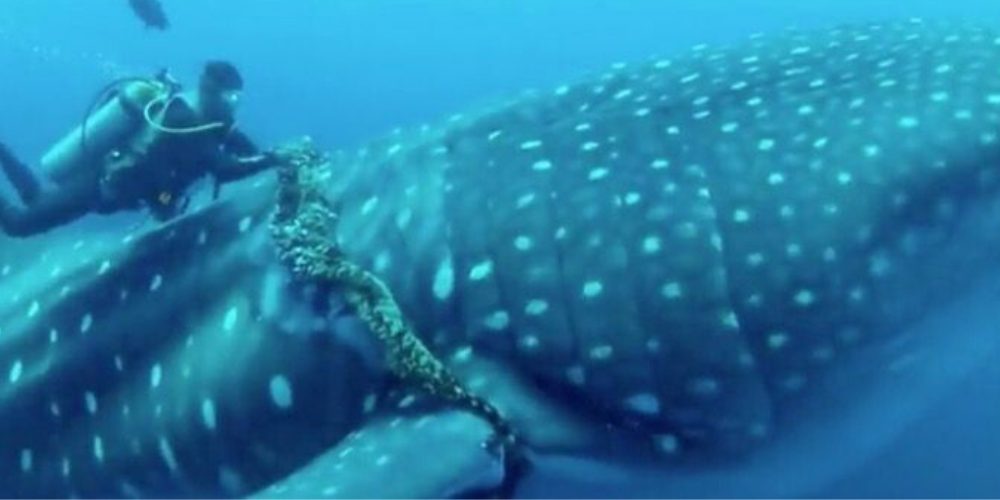 Buzos arriesgan su vida para liberar a un tiburón ballena de la tortura que lo oprimía