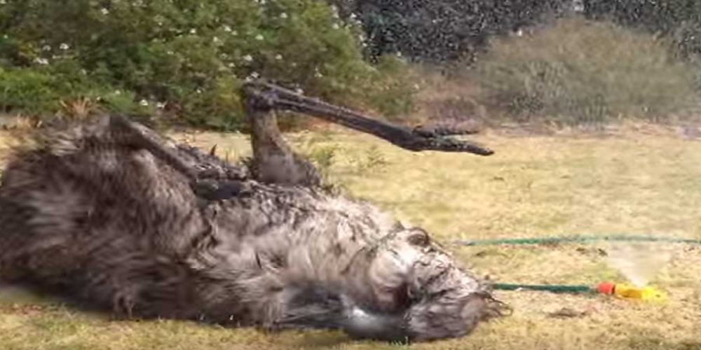 Graban la inesperada reacción de su sofocada mascota al descubrir un aspersor de agua