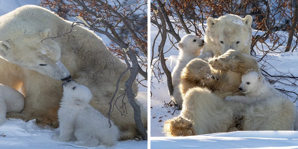 «Dame un beso mamá» – Captan a una familia de osos polares en la muestra más genuina de amor