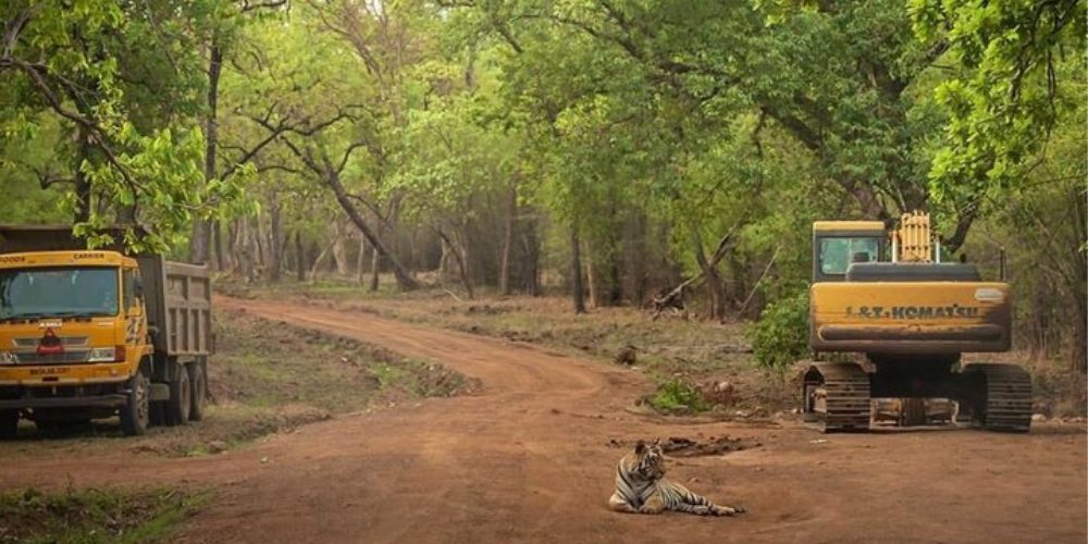 Tigre se rinde devastado al ver excavadoras destruyendo su hogar – Ni sus rugidos sirvieron