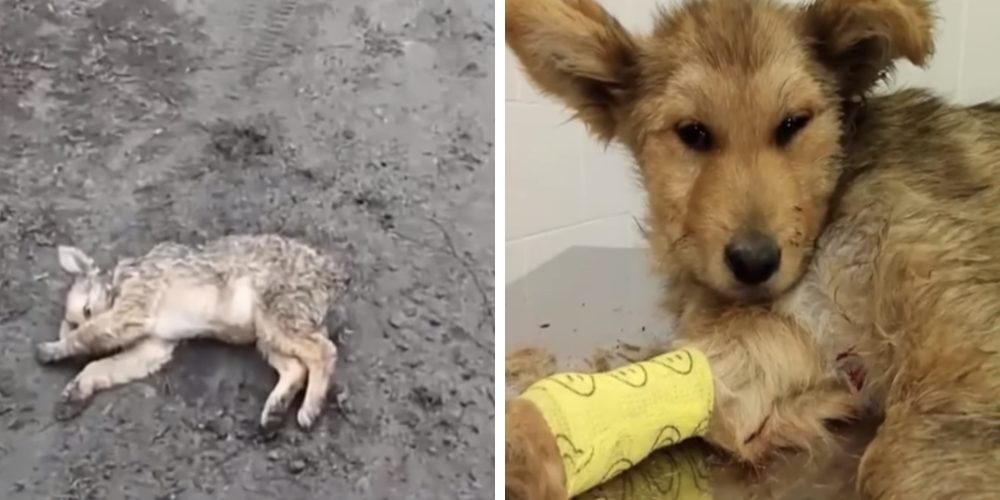 Rescatan a un perrito atropellado y lo someten a una operación que le salva la vida Rescatan a un perrito atropellado y lo someten a una operación que le salva la vida