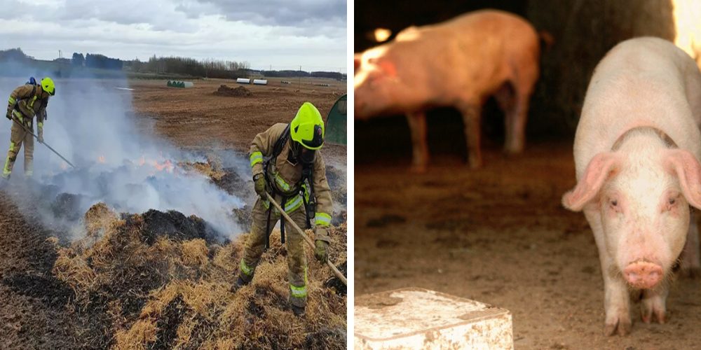 Un cerdo provoca un incendio con sus propios excrementos tras ingerir lo que no debía