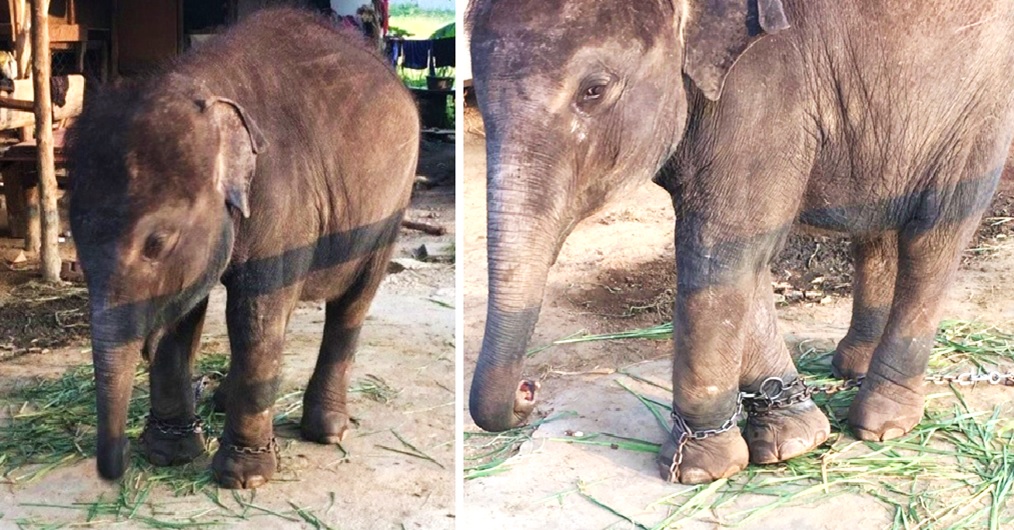 Una elefante bebé es forzada a pedir dinero a los turistas y pasa su vida entera encadenada
