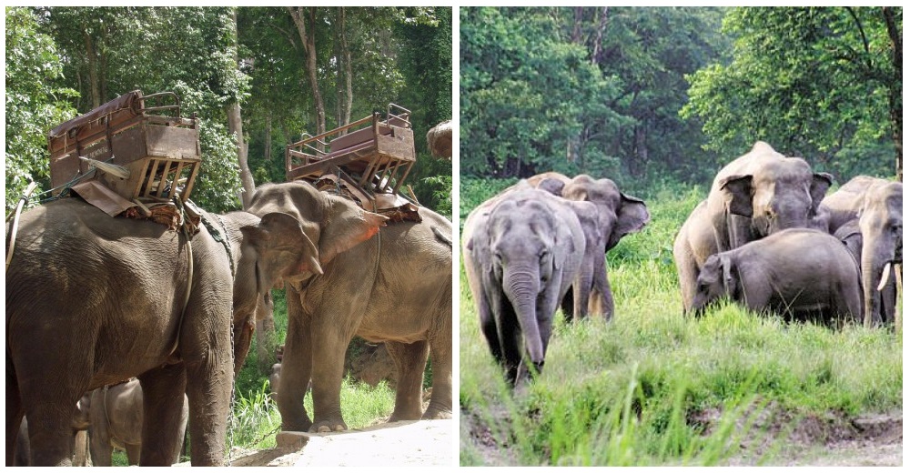 Por el coronavirus liberan a elefantes de las torturadoras sillas en las que paseaban a turistas