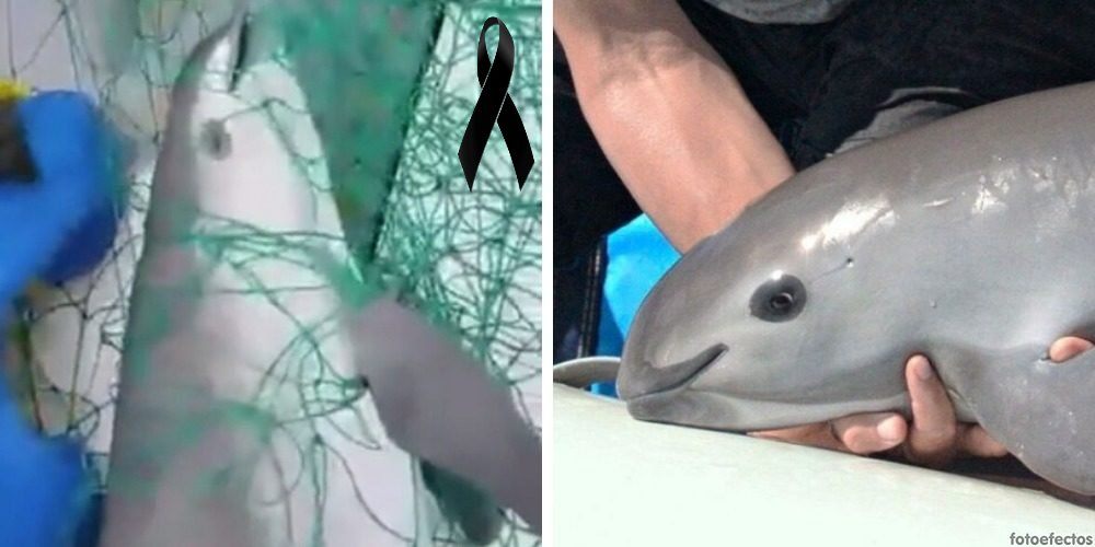 Muere una vaquita marina, su especie está a punto de desaparecer por culpa de los pescadores
