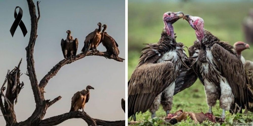 Más de 1000 criaturas de esta especie en grave peligro son hallados misteriosamente sin vida Más de 1000 criaturas de esta especie en grave peligro son hallados misteriosamente sin vida