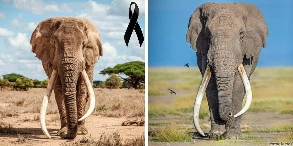 El mundo llora la muerte de Tim, uno de los últimos elefantes de colmillos gigantes