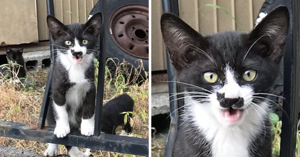 La marca de un «gatito» que tiene este felino sobre su nariz lo convirtió en una celebridad La marca de un «gatito» que tiene este felino sobre su nariz lo convirtió en una celebridad