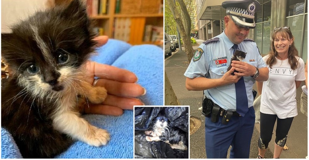 Rescatan a un gatito de 3 semanas de nacido que fue atado en una bolsa y arrojado al vacío