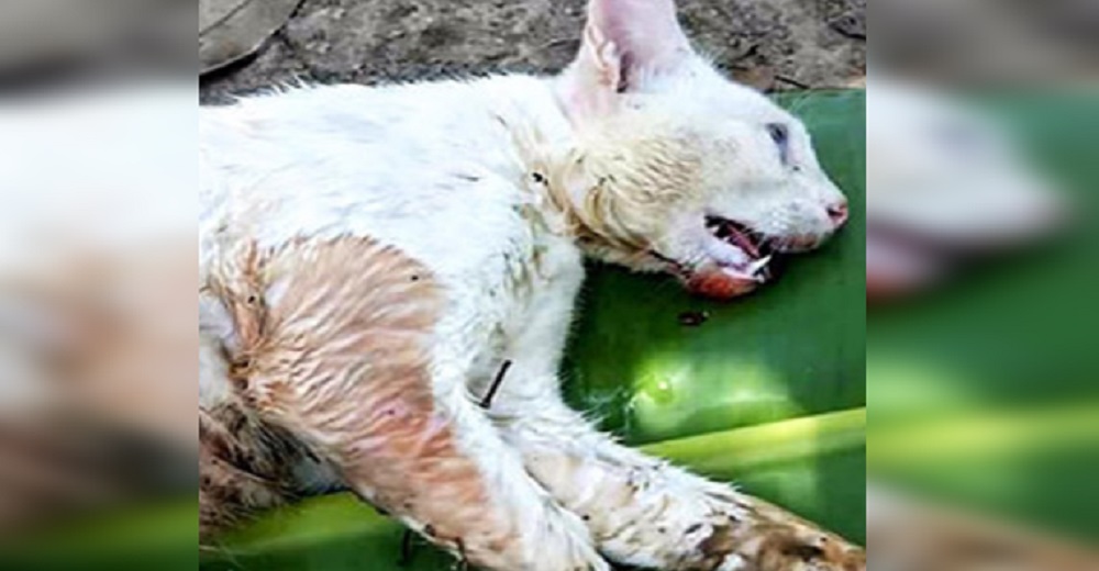 El rescate y milagrosa recuperación de un gatito encontrado agonizando que está sacando lágrimas