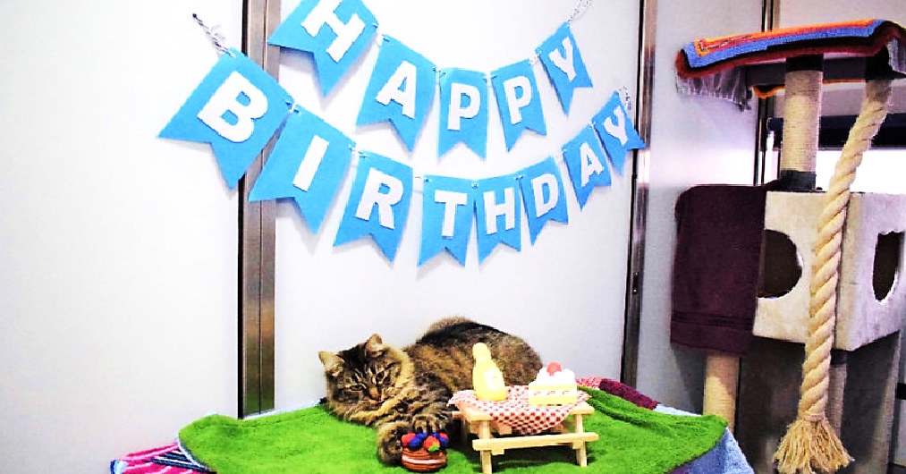 Celebran una fiesta para ayudar a una gatita a conseguir un hogar y todos la rechazaron Celebran una fiesta para ayudar a una gatita a conseguir un hogar y todos la rechazaron