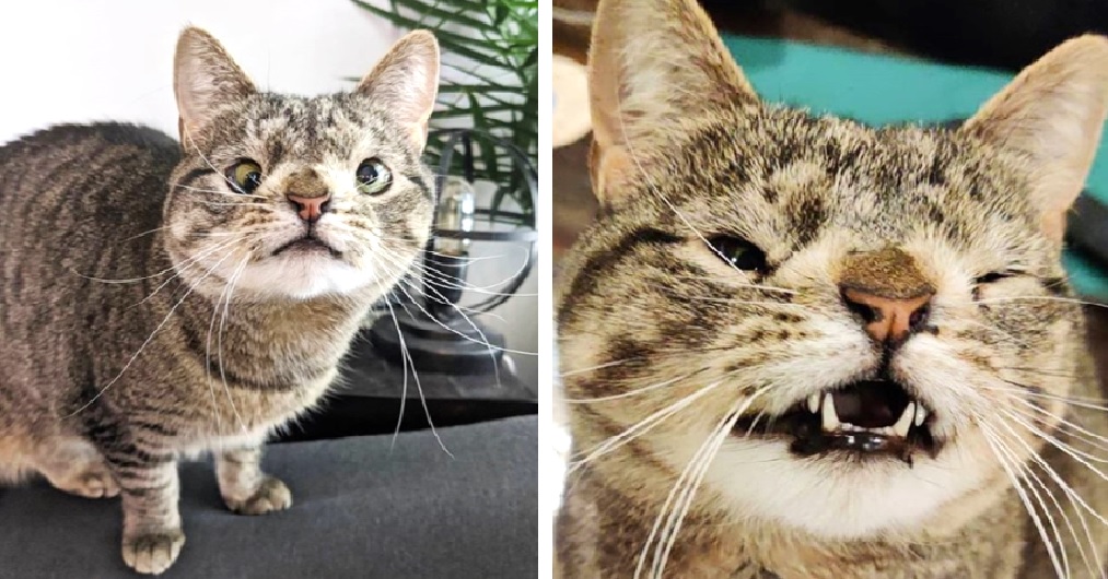 Rescatan a una gatita que estuvo a punto de ser sacrificada por tener un cromosoma extra