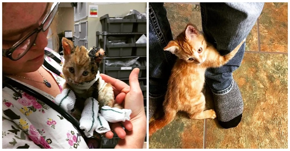Gatito callejero que fue rescatado del fuego no deja marchar al hombre que escogió como amigo
