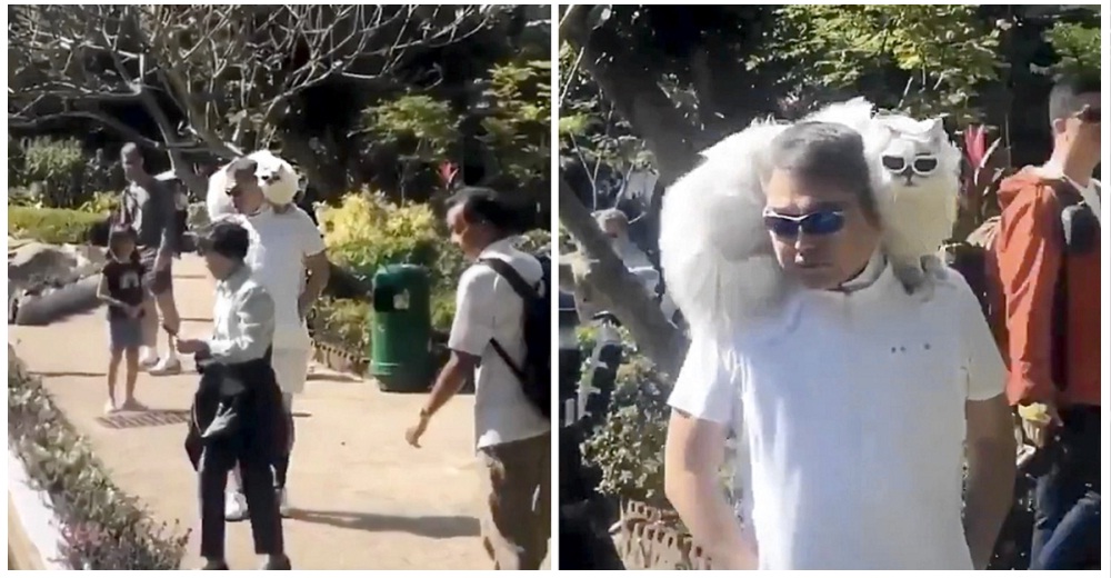 Captan a un gato glamoroso paseando en el parque sobre su transporte humano y se hace viral Captan a un gato glamoroso paseando en el parque sobre su transporte humano y se hace viral