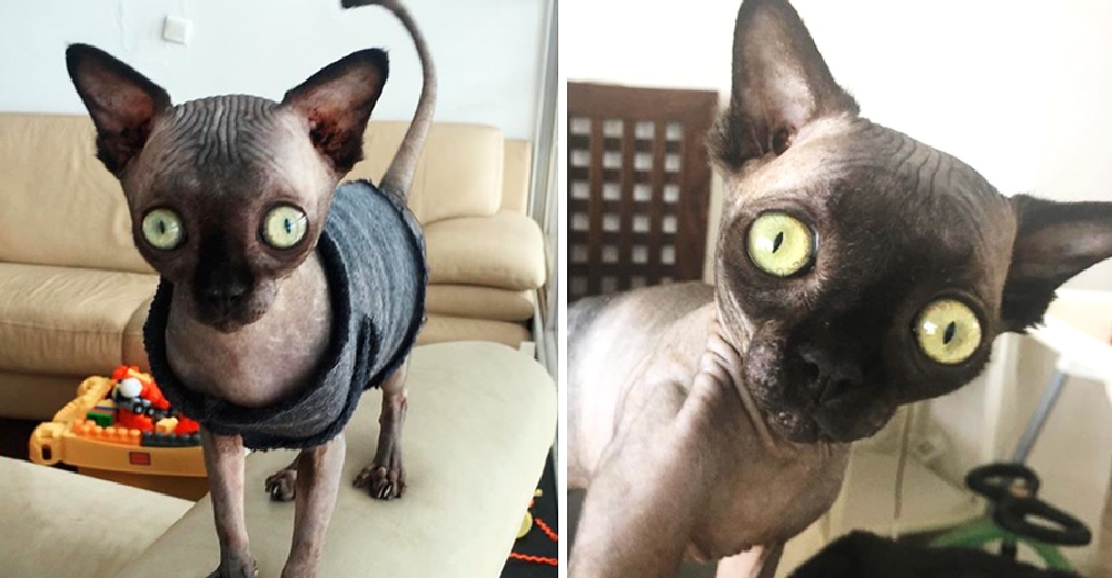 Salvan la vida de la gatita que nació con una rara condición que la hace parecer un murciélago Salvan la vida de la gatita que nació con una rara condición que la hace parecer un murciélago