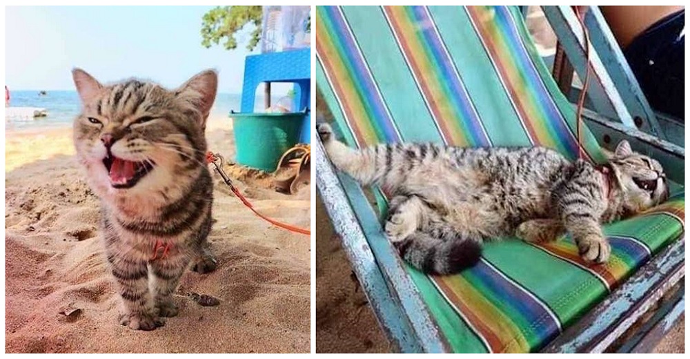 Una divertida gatita conoce la playa y sus fotos sacan sonrisas por el mundo entero Una divertida gatita conoce la playa y sus fotos sacan sonrisas por el mundo entero