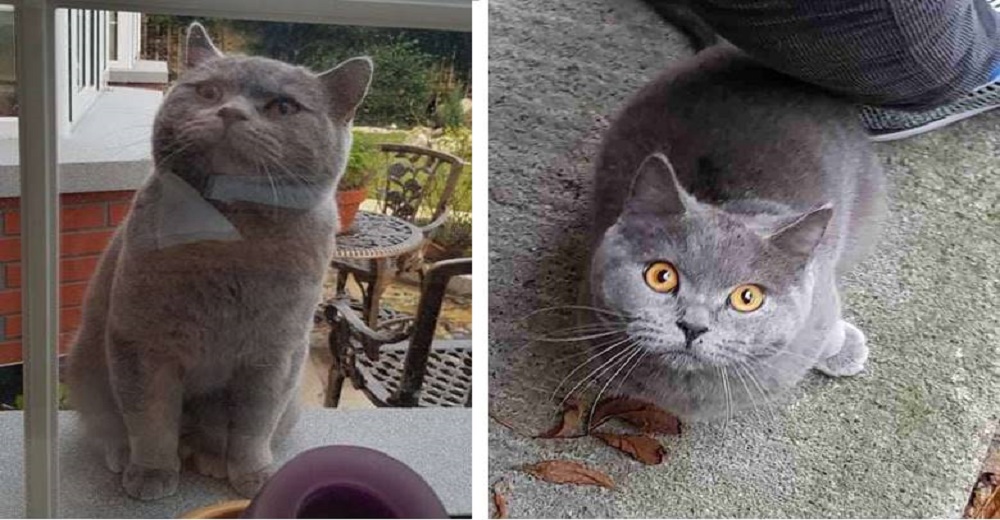 La reacción de un gatito al ser rechazado tras insistir en coquetear con su hermosa vecina La reacción de un gatito al ser rechazado tras insistir en coquetear con su hermosa vecina