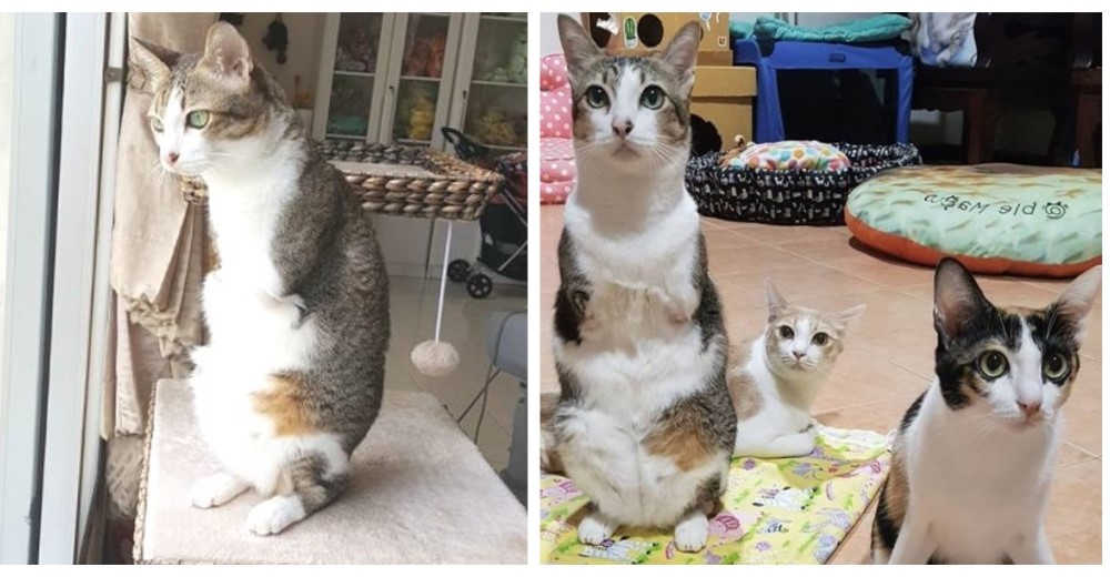 El drama del gatito que se enredó entre unos cables y terminó sin patas y sin cola