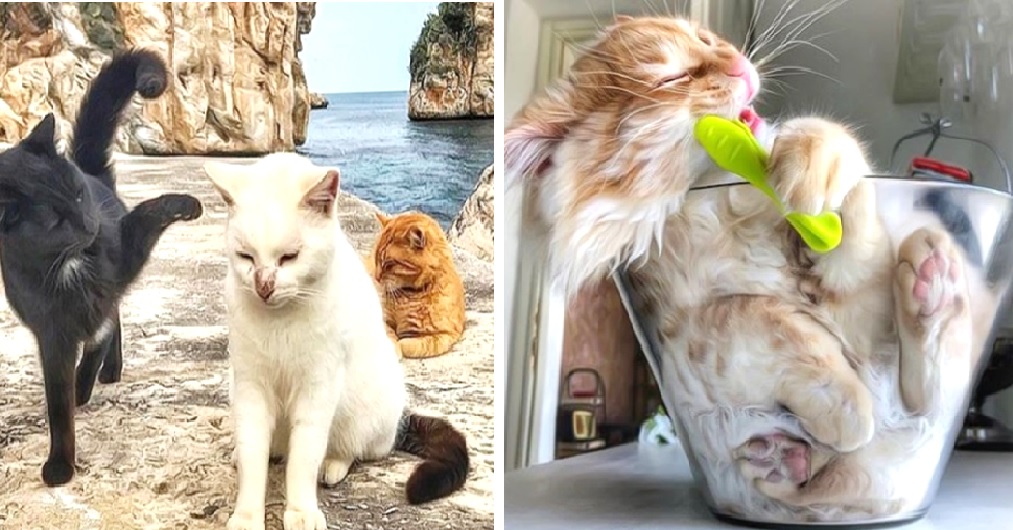 Se convierte en el gatito más envidiado gracias a la maravillosa vida que muestra en sus fotos Se convierte en el gatito más envidiado gracias a la maravillosa vida que muestra en sus fotos