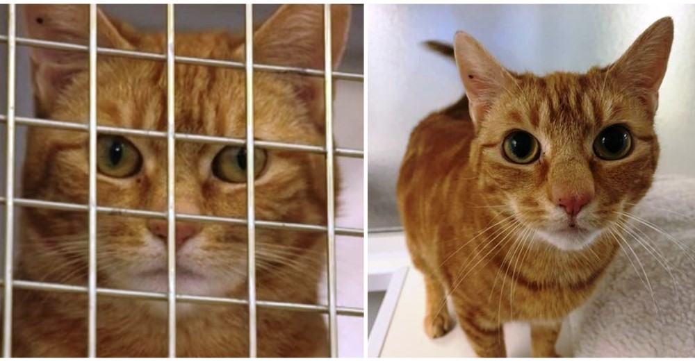 Buscan con urgencia un hogar para que una dulce gatita con cáncer terminal pase sus últimos días Buscan con urgencia un hogar para que una dulce gatita con cáncer terminal pase sus últimos días