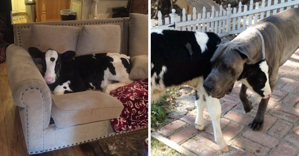 Ternerito rescatado de un triste destino es criado junto a 3 perros y cree que es uno de ellos