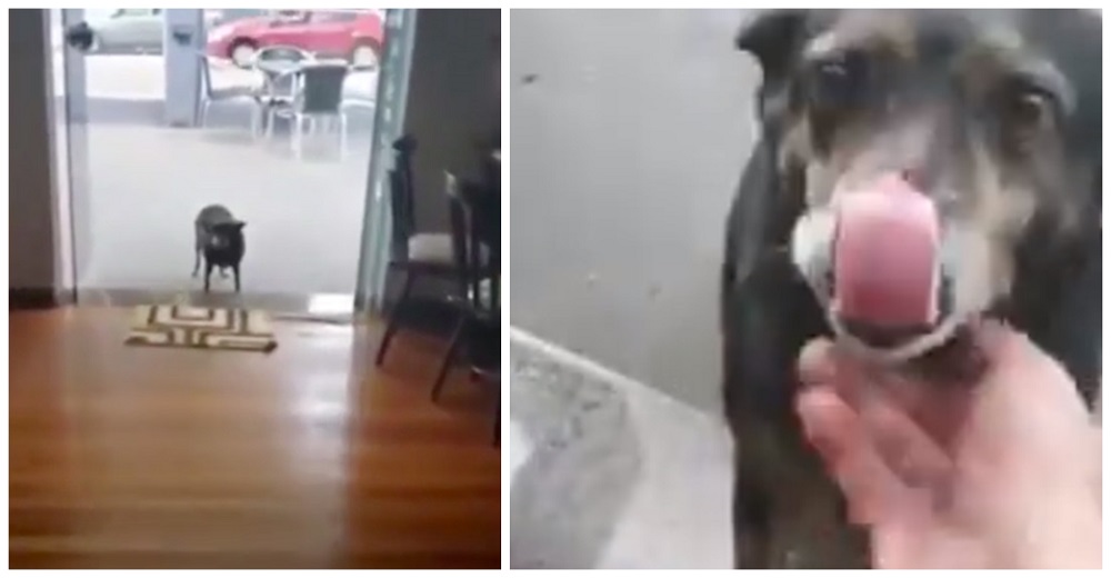 Graban a una perrita pidiendo comida en un restaurante y su gratitud conmueve a las redes Graban a una perrita pidiendo comida en un restaurante y su gratitud conmueve a las redes