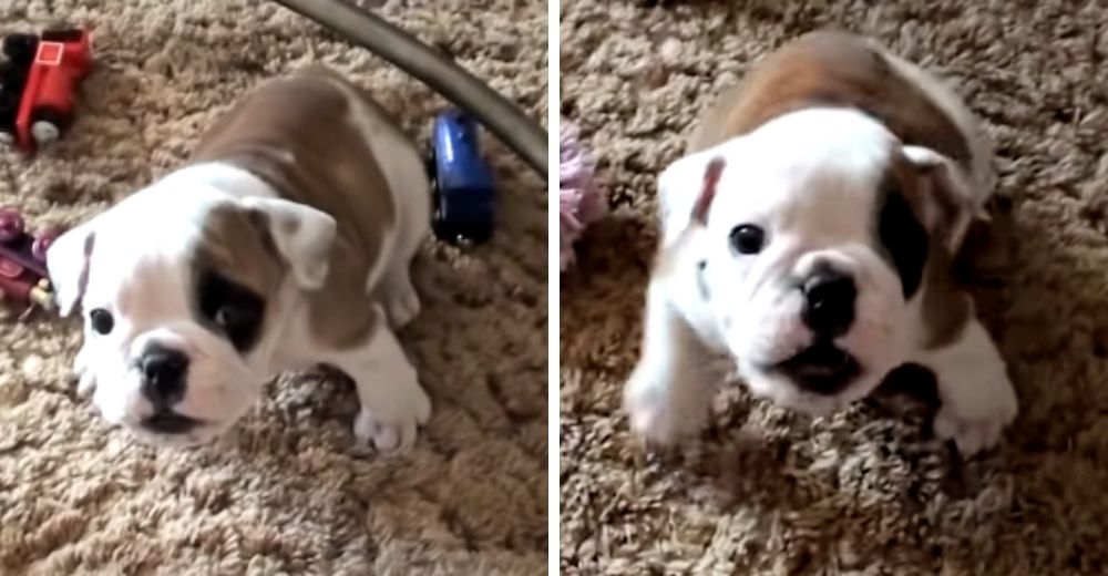 Graba cómo su cachorrita bulldog se enfurece y le exige rabiosa tener un lugar en el sofá