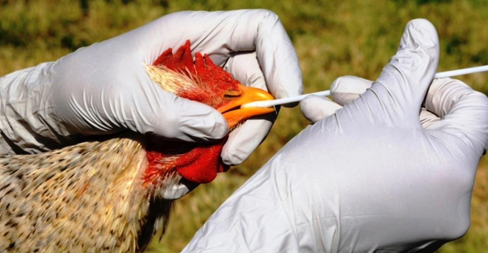 Sacrifican más de 12.000 aves para detener otra epidemia y buscan la fuente de infección Sacrifican más de 12.000 aves para detener otra epidemia y buscan la fuente de infección