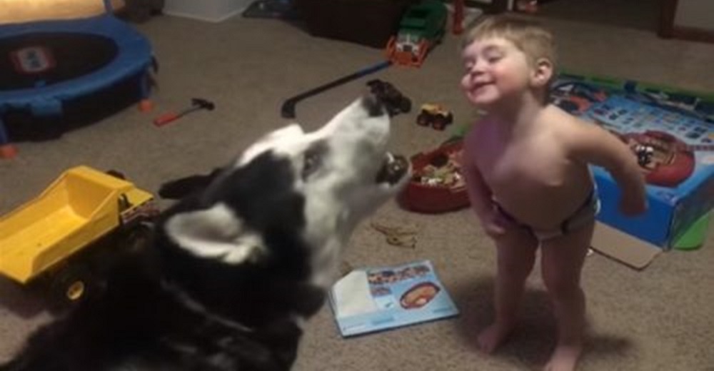 Con sólo 2 años aprende a hablar el idioma «Husky» de su perro y tienen adorables conversaciones