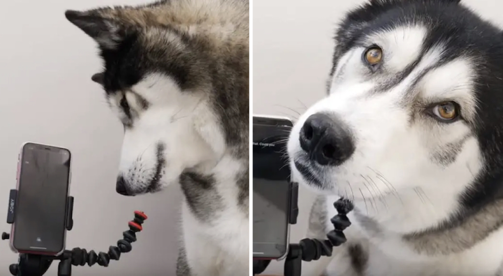 No puede evitar reír con la reacción de su perro después de que Siri entiende perfecto su saludo