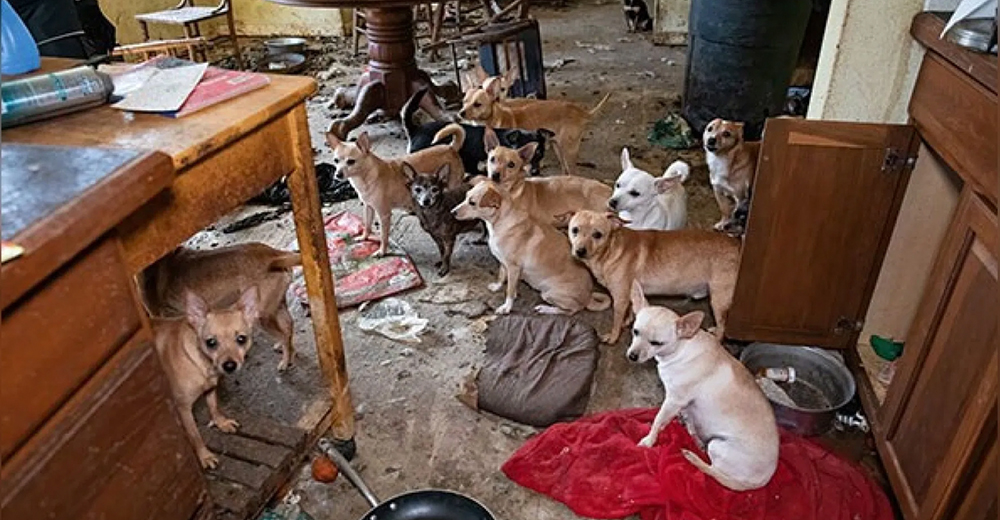 Rescatan a 50 perros que sobrevivían en condiciones deplorables en el interior de una casa