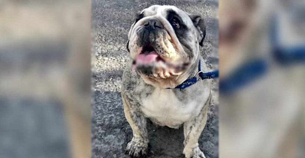 Tras 5 días de angustia una perrita secuestrada logra reencontrarse con su familia Tras 5 días de angustia una perrita secuestrada logra reencontrarse con su familia