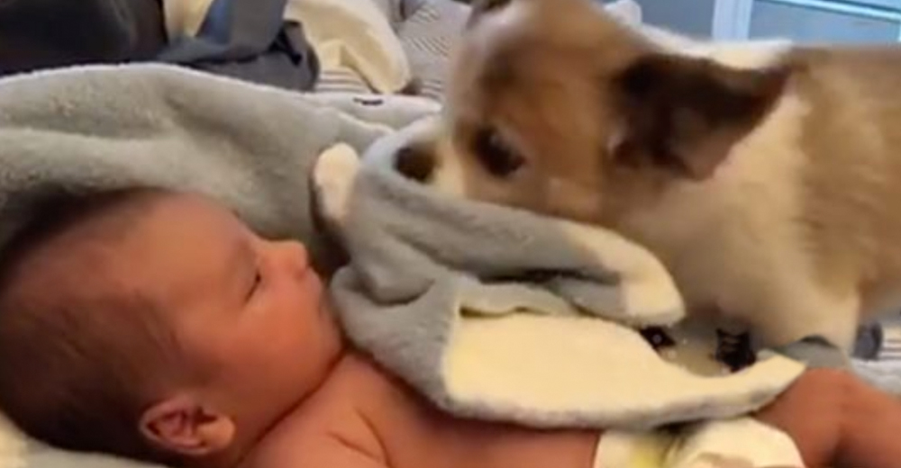 Graban a un cachorro acercándose al rostro del bebé recién nacido que llegó a la familia Graban a un cachorro acercándose al rostro del bebé recién nacido que llegó a la familia