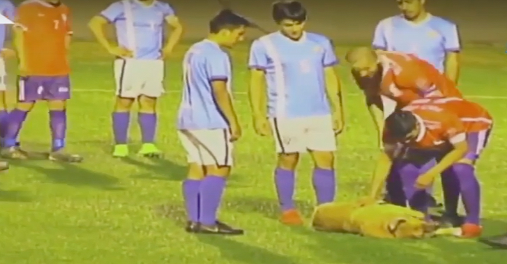 El partido de fútbol fue interrumpido por un perro que engañó a todos para que no lo sacaran El partido de fútbol fue interrumpido por un perro que engañó a todos para que no lo sacaran