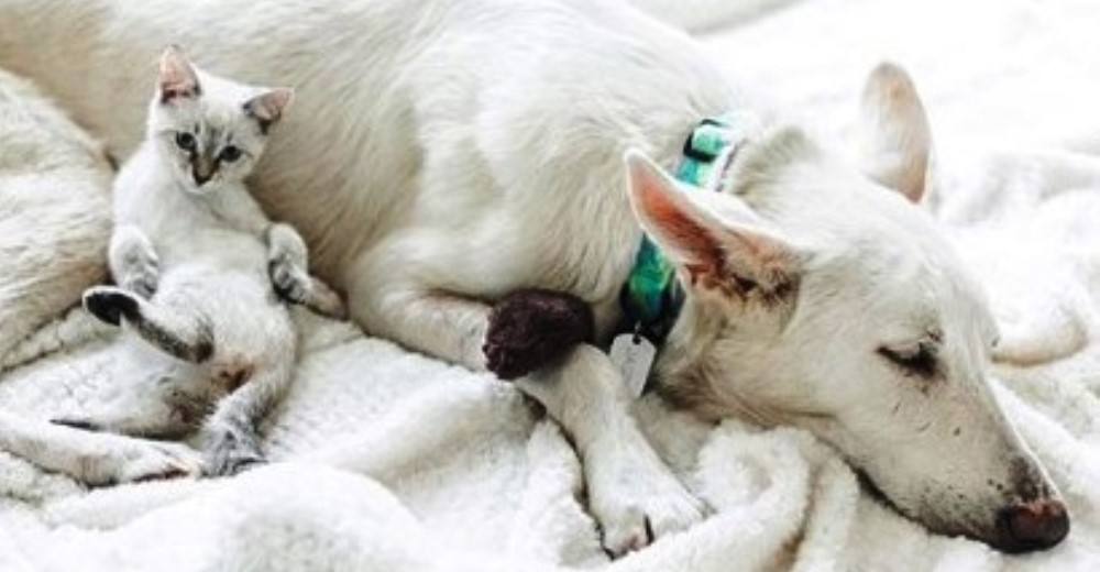 Una gata le ofrece consuelo a un perro atemorizado que se negaba a salir del baño