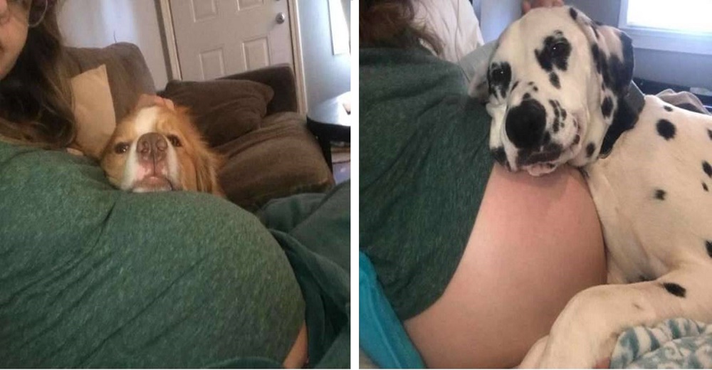 Desde que está embarazada sus 2 perros asumieron un papel de guardianes protectores nunca visto Desde que está embarazada sus 2 perros asumieron un papel de guardianes protectores nunca visto