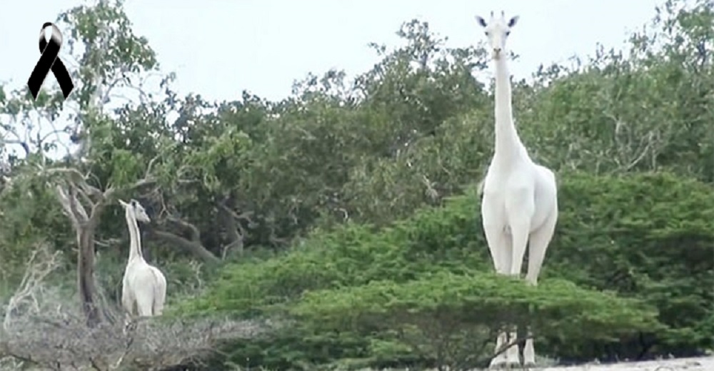 La última jirafa blanca hembra muere injustamente junto a su bebé en manos de cazadores furtivos