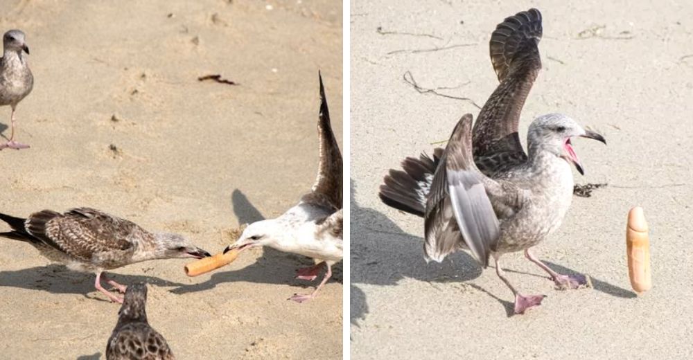 Capturan a bandada de gaviotas jóvenes jugando con un gigantesco juguete para adultos