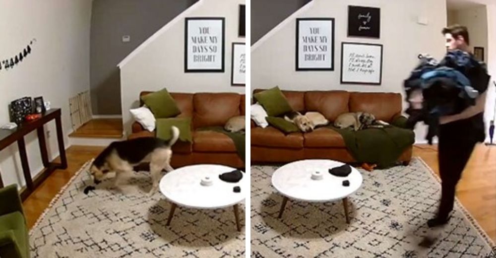 Graban la reacción de un perrito que descansa en el sofá cuando ve que su dueño necesita ayuda Graban la reacción de un perrito que descansa en el sofá cuando ve que su dueño necesita ayuda