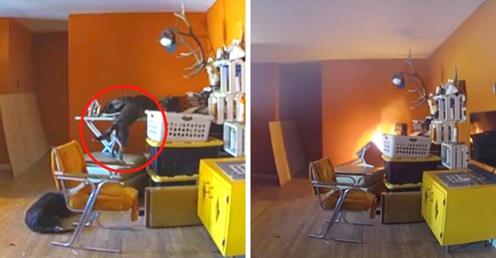 Las cámaras graban la reacción de dos perritos después de provocar que su casa se incendiara Las cámaras graban la reacción de dos perritos después de provocar que su casa se incendiara
