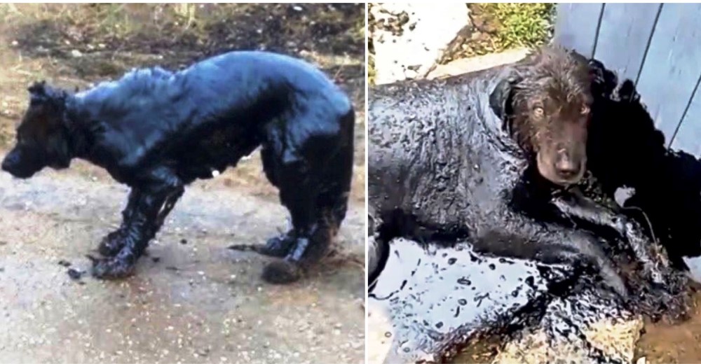 La transformación del perrito de la calle que se quedó atrapado en un pozo de petróleo
