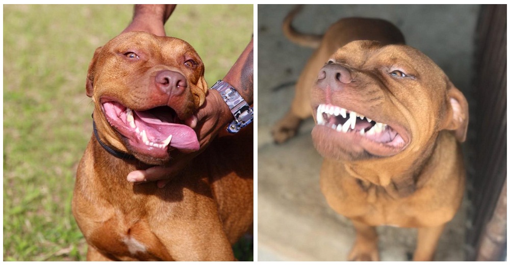 La reacción de un pitbull tras ser rescatado de su crudo pasado en el ring de peleas de perros La reacción de un pitbull tras ser rescatado de su crudo pasado en el ring de peleas de perros