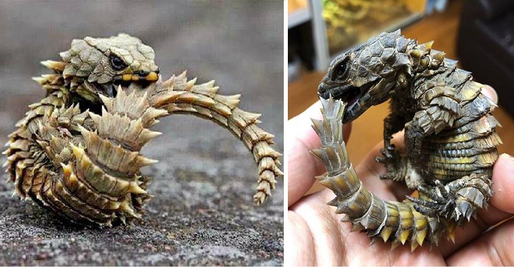 Nacen tiernas criaturas que parecen una versión miniatura de los dragones de “Juegos de Tronos”