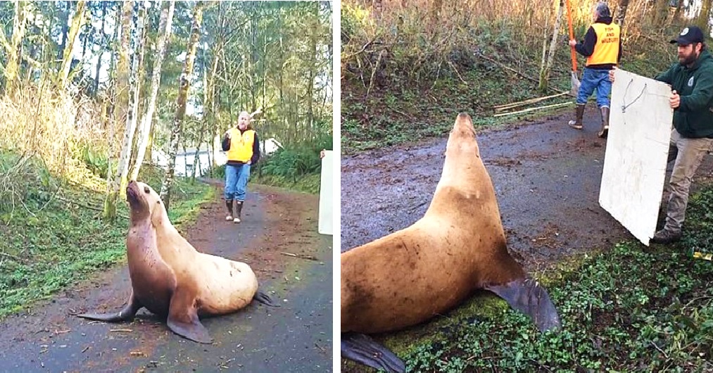 El difícil rescate de un gigante león marino que estaba obstruyendo el tráfico en una carretera